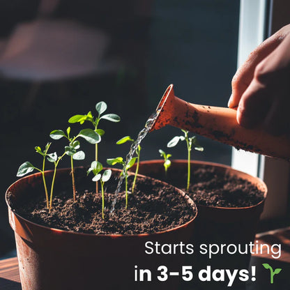 🎄🌱Plantable Christmas Seed Cards - 🌼Send blessings and plant a hope