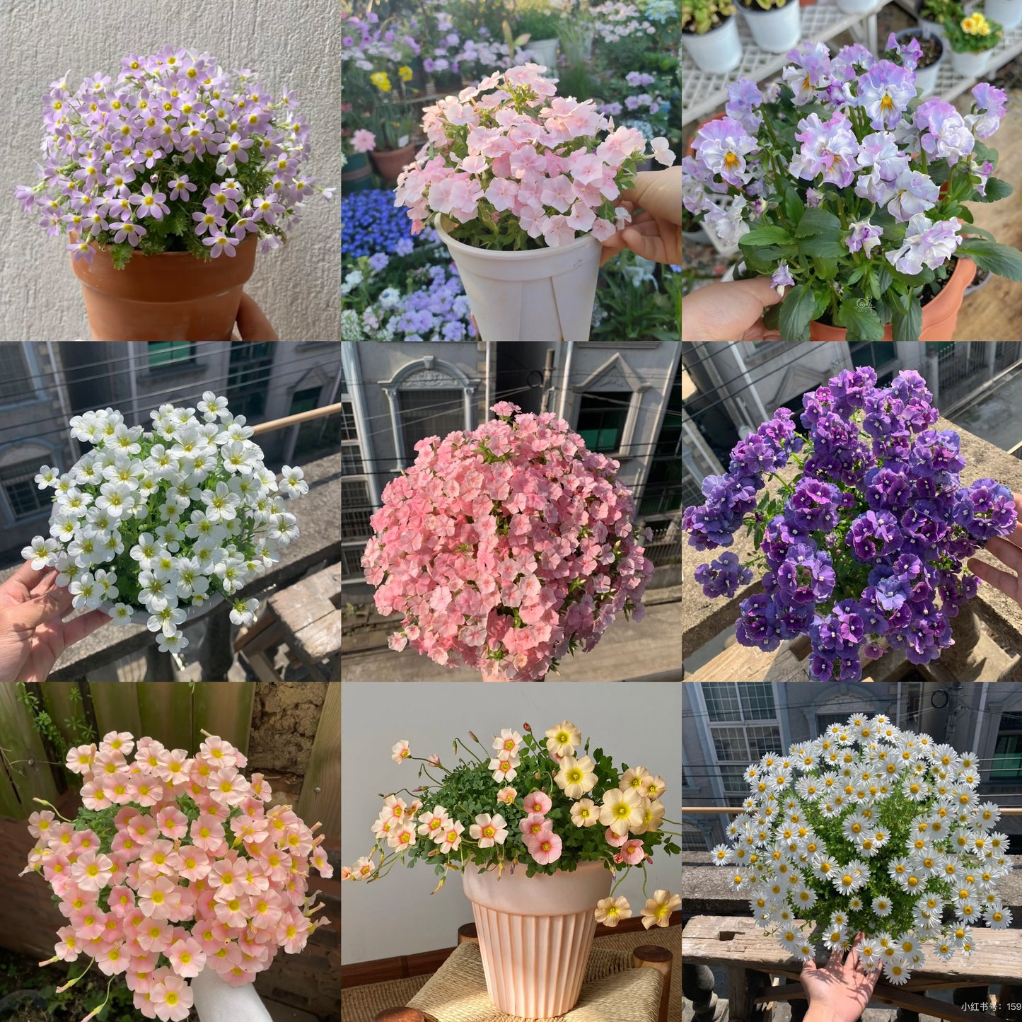 🎄🌱Plantable Christmas Seed Cards - 🌼Send blessings and plant a hope